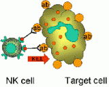L’IMIM participa en un projecte per investigar l’activació de cèl·lules NK