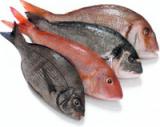 A diet rich in fish during pregnancy favours the neurological development of children